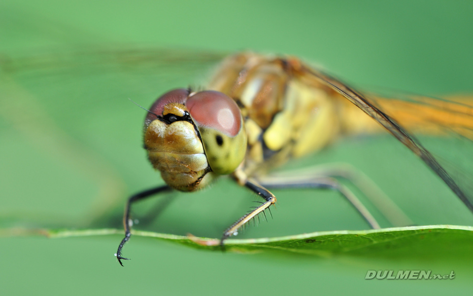 Moustached Darter (male, Sympetrum vulgatum)